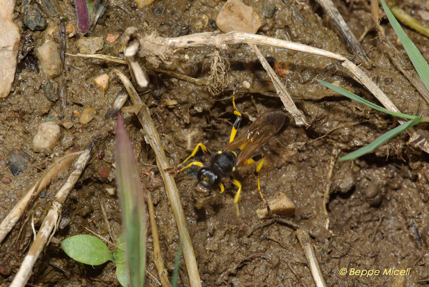 Sceliphron destillatorium (Hymenoptera, Sphecidae)